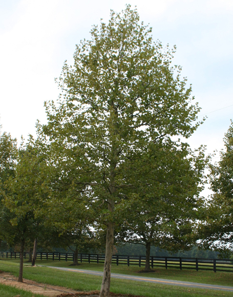 London Planetree